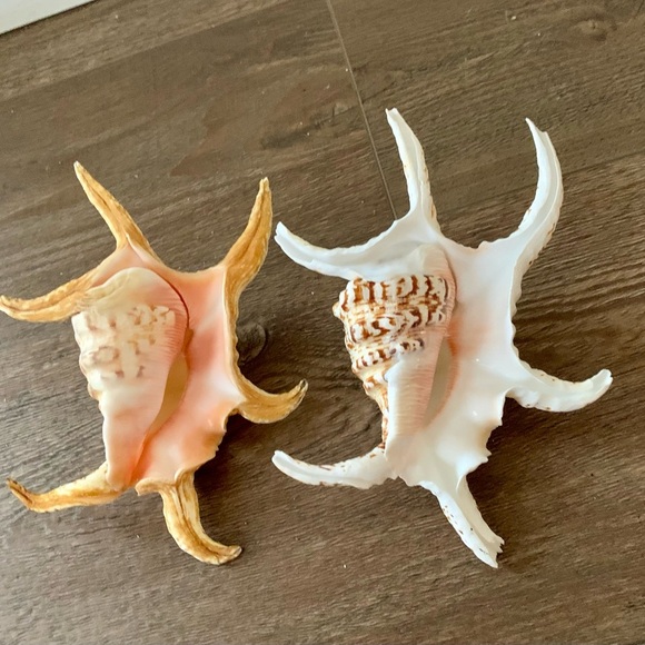 Chiragra Spider Conch Seashell - Picture 10 of 11